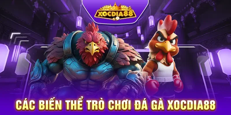 Trải nghiệm nhiều biến thể trò chơi đá gà khác nhau tại Xocdia88